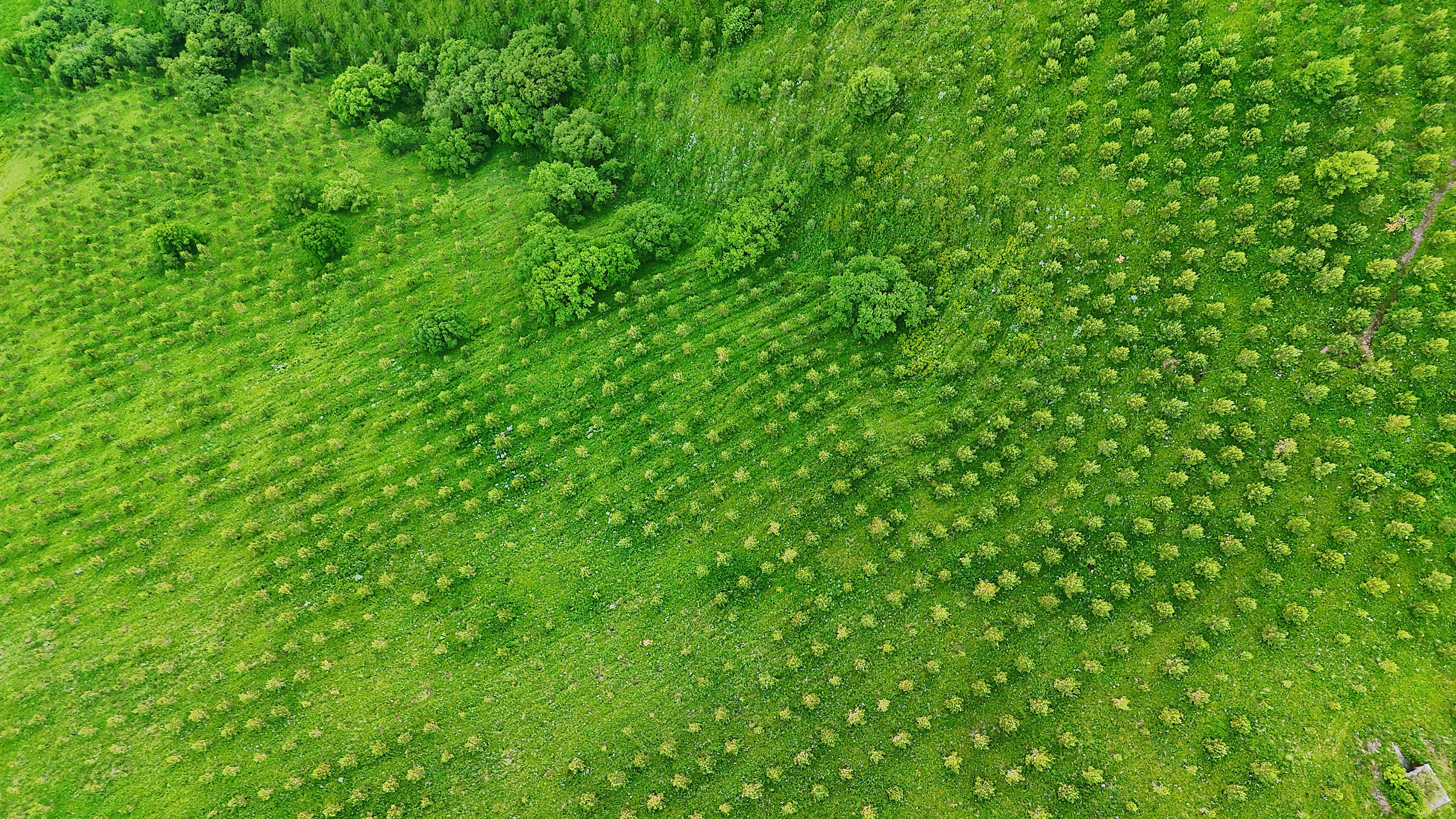 哀牢山发现全球仅千只的鸟