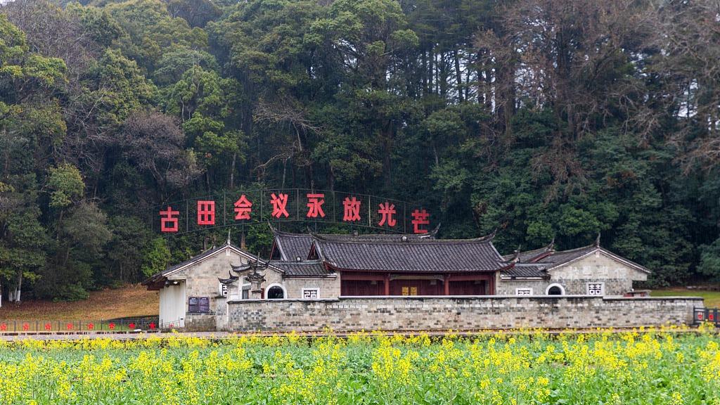 大熊猫彻夜待树上思考熊生
